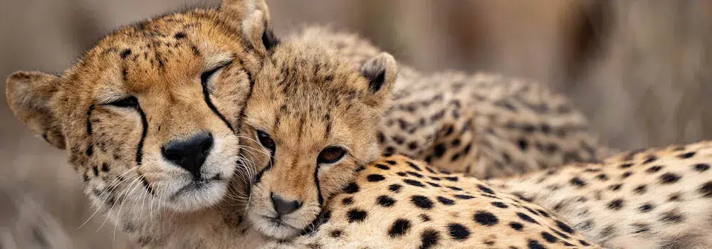 دو چیتا که در حال استراحت هستند، نماد صلح و طبیعت