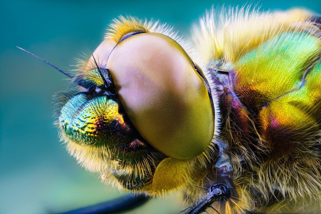 یک سنجاقک با تمام جزئیات بدن در فوکوس دقیق، در حالی که پس‌زمینه به زیبایی تار است. 