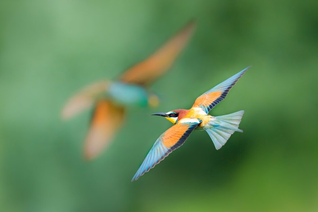 عکاسی تمام جزئیات با عکاسی ماکرو