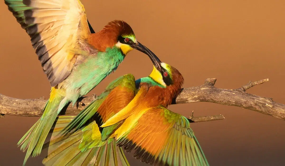 عکاسی از پرندگان در محیط طبیعی با استفاده از پناهگاه استتار