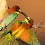 عکاسی از پرندگان در محیط طبیعی با استفاده از پناهگاه استتار