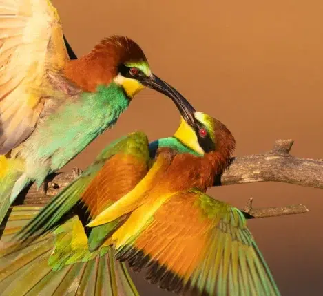 عکاسی از پرندگان در محیط طبیعی با استفاده از پناهگاه استتار