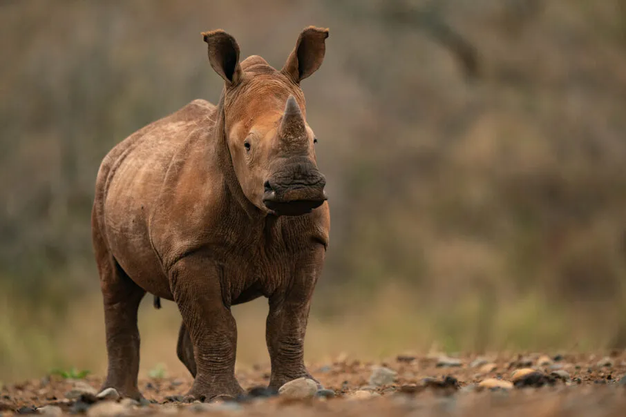 یک کرگدن در حال نوشیدن آب در شب