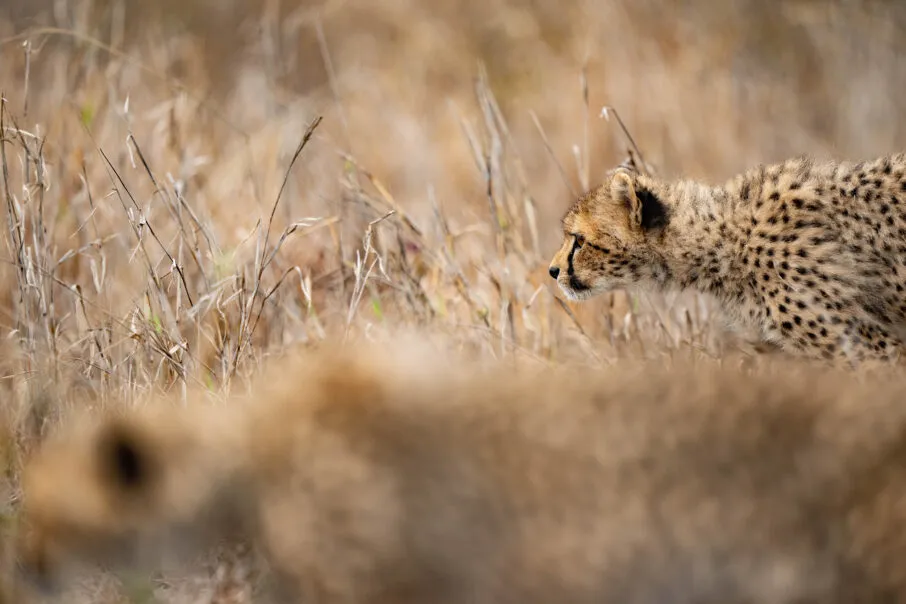 یک چیتا در میان علفزار
