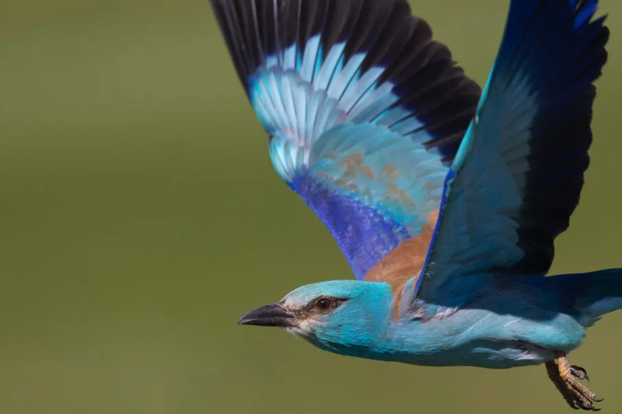 یک پرنده در حال پرواز با پس‌زمینه‌ای رنگارنگ و زیبا