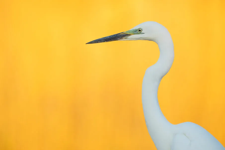 این تصویر زنده است و توجه را جلب می‌کند.