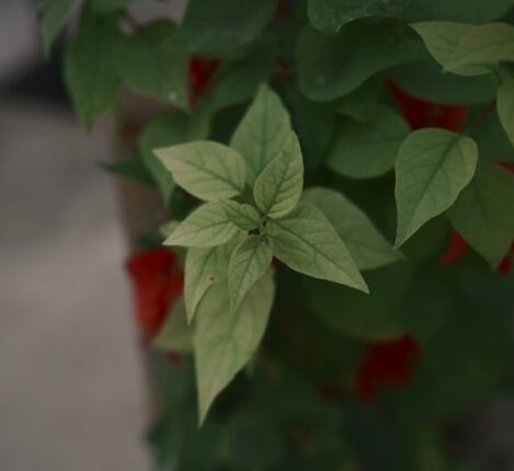 فرآیند اعمال دستورالعمل‌های تصویربرداری در دوربین نیکون