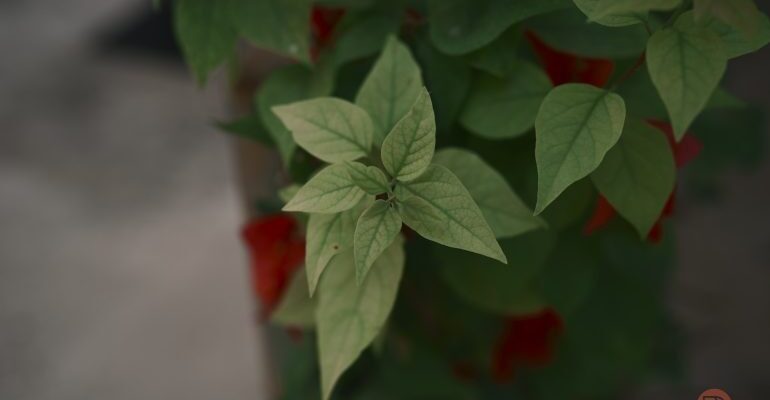 فرآیند اعمال دستورالعمل‌های تصویربرداری در دوربین نیکون