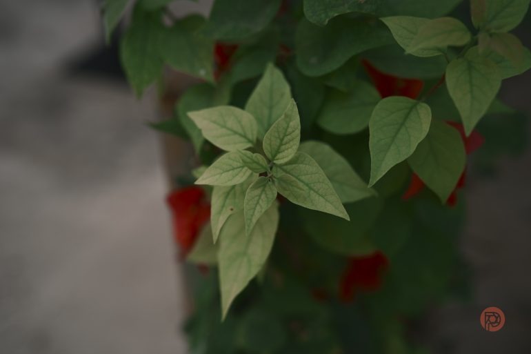 فرآیند اعمال دستورالعمل‌های تصویربرداری در دوربین نیکون