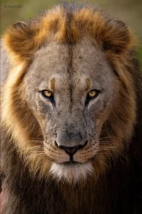 یک شیر در حال نظاره کردن