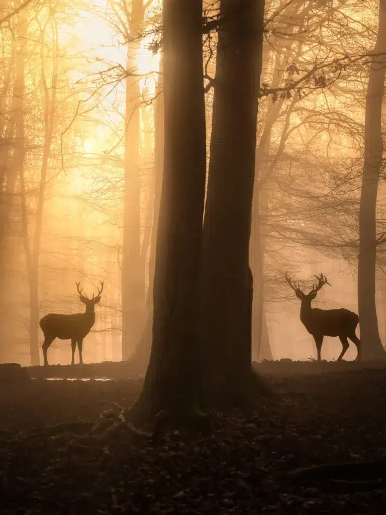 هنر عکاسی منظره استثنایی: فلسفه و تکنیکهای مایکل شاکه 3 این عبارت به عنوان نام یک تصویر یا عکس توصیف شده است که طی آن دو گوزن در حالیکه درون درختان قرار دارند، در زمان سپیده دم عکاسی شدهاند.