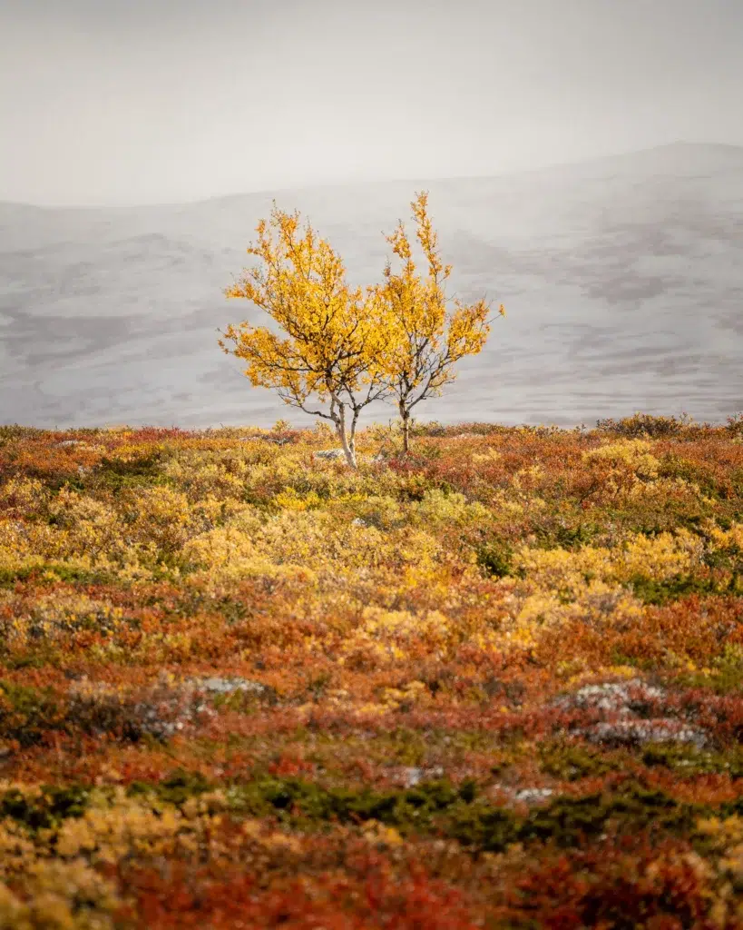 هنر عکاسی منظره استثنایی: فلسفه و تکنیکهای مایکل شاکه 5 عبارت که به عکسی از درختان تنها در یک منظره پاییزی با کوهها اشاره دارد