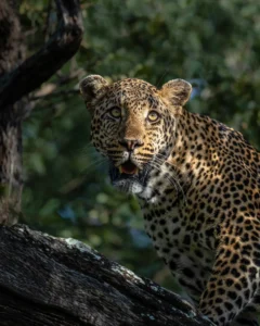 یک پلنگ در حال شکار بر روی یک درخت