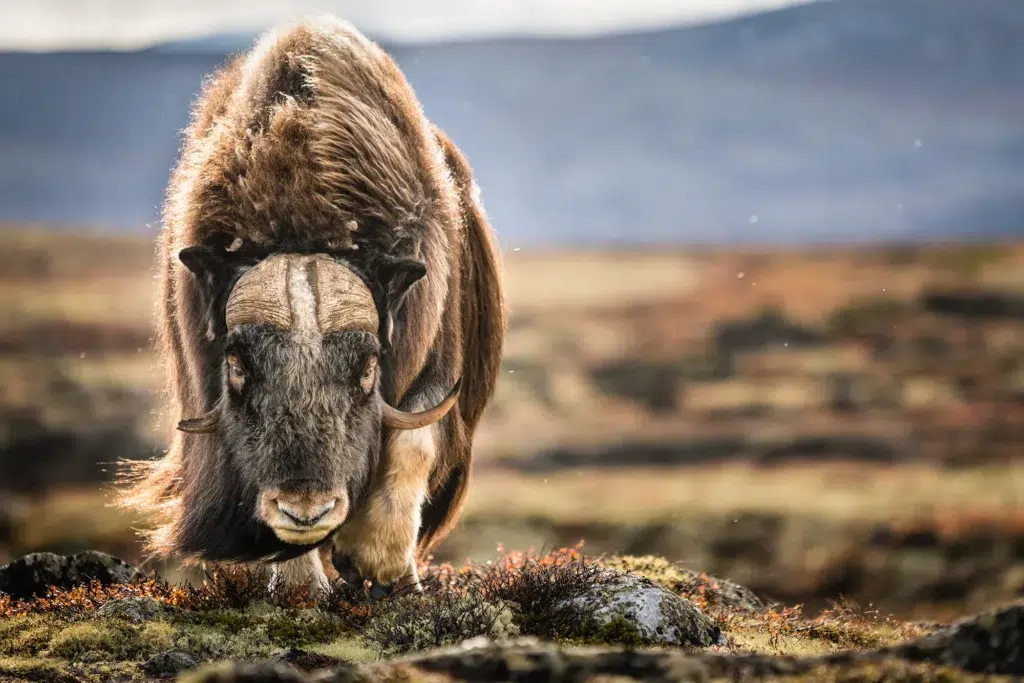 هنر عکاسی منظره استثنایی: فلسفه و تکنیکهای مایکل شاکه 7 جانور باعظمت در عکس روح وحشی طبیعت را نمادین میکند.