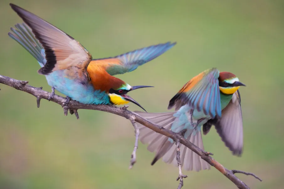 این عبارت به توصیف پرندگان مختلف با رنگ‌های زیبا و جذاب که بر روی شاخه‌ای نشسته‌اند می‌پردازد و در زمینه عکاسی یا هنر طبیعی استفاده می‌شود.