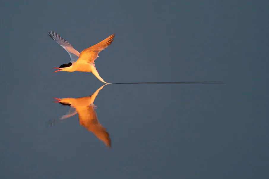 نمایش ردیابی چشم Animal EyeAF در دوربین سونی Alpha 1