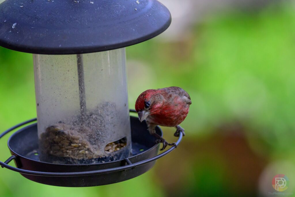 خدمات تعمیرات تخصصی دوربین‌های نیکون