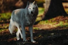 خدمات تعمیرات تخصصی دوربین سونی