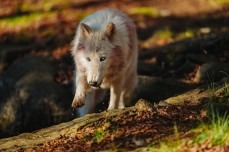 لنز کیت جدید همراه a7 V