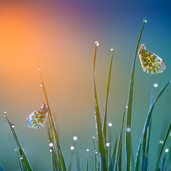 پروانه‌ای رنگارنگ روی یک گل در نور ملایم صبحگاهی. 