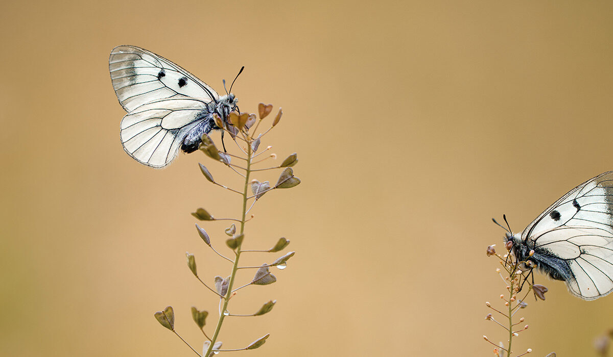 پروانه‌ای رنگارنگ روی یک گل در نور ملایم صبحگاهی