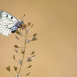 پروانه‌ای رنگارنگ روی یک گل در نور ملایم صبحگاهی