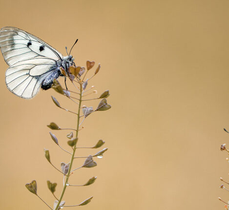 پروانه‌ای رنگارنگ روی یک گل در نور ملایم صبحگاهی