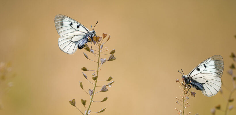 پروانه‌ای رنگارنگ روی یک گل در نور ملایم صبحگاهی