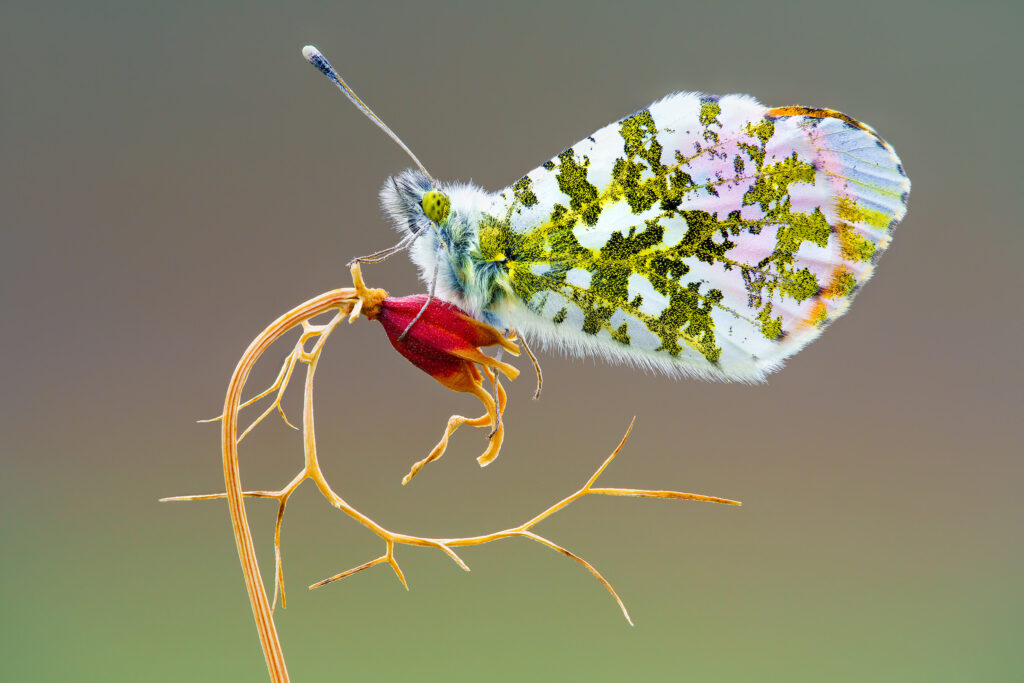 شرایط عکاسی ماکرو و تجهیزات مورد نظر آن